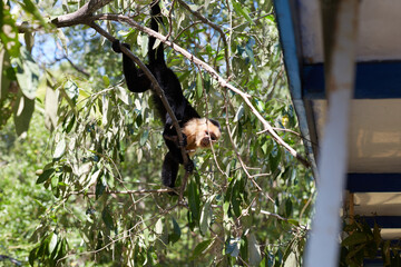 White Faced Capuchin Monkey Hanging Upside Down from Tree Branch near Tour Boat in Isla Damas Costa Rica © Laura
