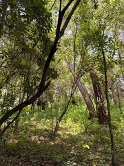 Fototapeta premium trees in the forest