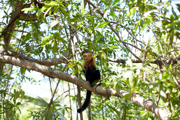 White Faced Capuchin Monkey Sitting on Tree Branch Surrounded by Lush Green Foliage in Isla Damas Costa Rica © Laura