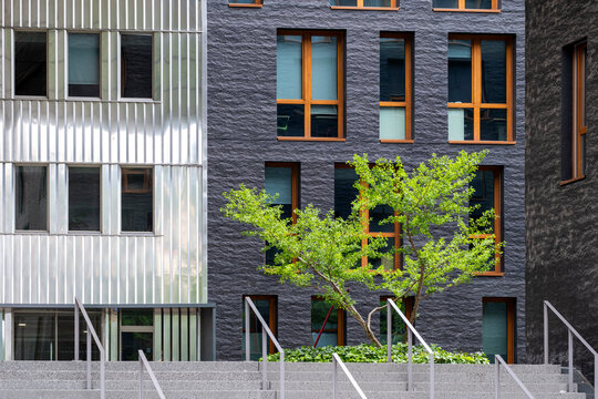 A young tree stands before a modern urban facade where brick and metal frame windows, while stairs lead toward the entrance between contrasting architecture.