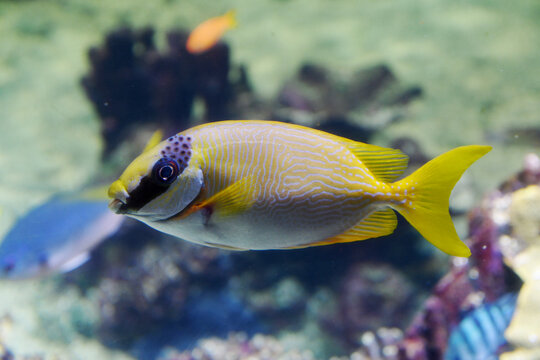 Lateral view of a Masked rabbitfish (Siganus puellus), also known as Masked spinefoot
