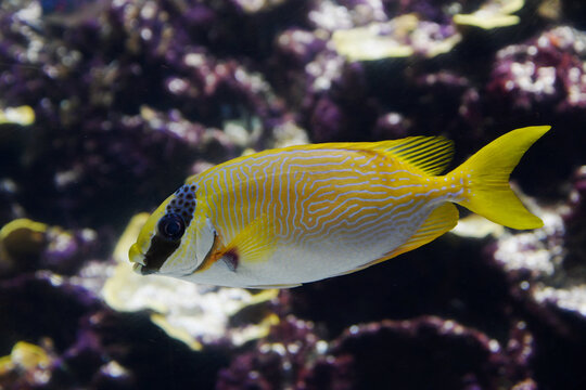 Lateral view of a Masked rabbitfish (Siganus puellus), also known as Masked spinefoot
