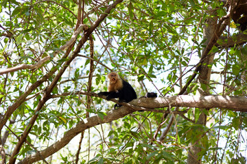 White Faced Capuchin Monkey Eating Fruit Sitting on Tree Branch in Mangrove Canopy at Isla Damas Costa Rica © Laura