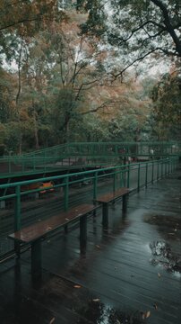 Serene Wooden Walkway in Nature
