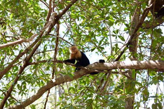 White Faced Capuchin Monkey Looking at Camera Perched on Tree Branch in Isla Damas Costa Rica