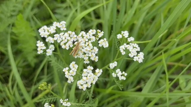 Green grasshopper sitting on white yarrow flower in meadow