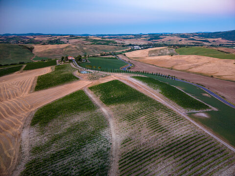 Aerial view of rolling vineyards and golden fields at dusk, featuring rows of grapevines, cypress trees, and a winding road in the Tuscan countryside, Montalcino, Tuscany, Italy.