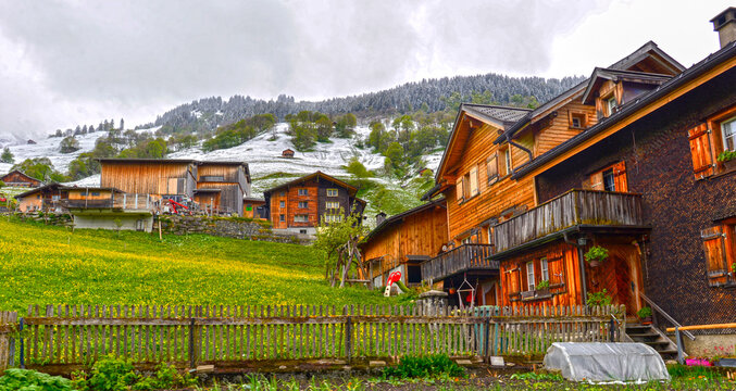 Traditionelle Holzh&auml;user inmitten bl&uuml;hender L&ouml;wenzahnwiesen in Elm im Kanton Glarus, Schweiz