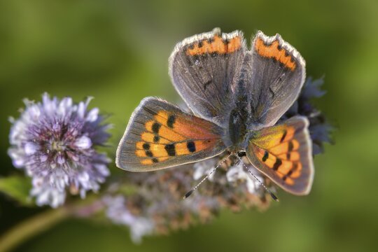 Fire moth, small fire moth, Lycaena phlaeas, small copper, butterfly, insects, butterflies, butterflies