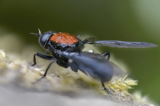 Clitellaria ephippium, red-backed soldier fly, redback gunfly, diptera, insects, two-winged