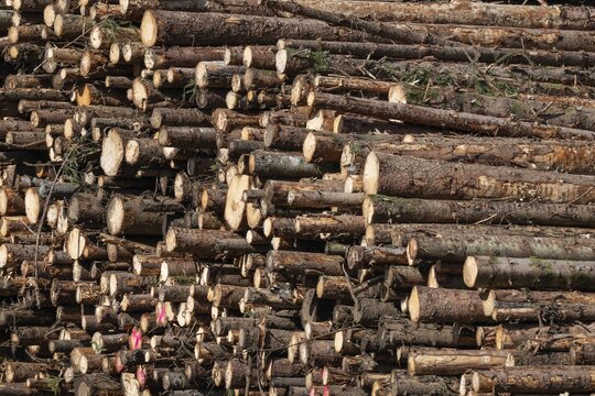 Logs, spruce logs, roundwood, storage, timber industry, Sunndals&oslash;ra, Tingvollfjorden, Sunndal Municipality, M&oslash;re og Romsdal Province, Norway