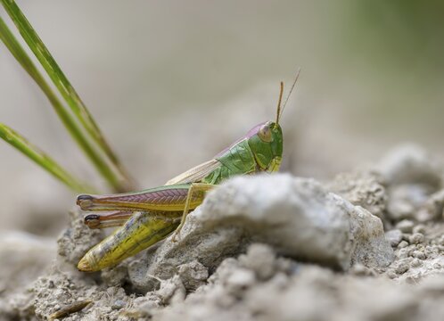 Acrididae, Caelifera, Chorthippus parallelus, field locusts, common grasshoppers, gomphocerinae, short-feeler, pseudochorthippus parallelus, female, grasshoppers, grasshoppers, insects, meadow grasshoppers, insects, meadow grasshoppers, female