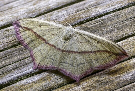 Ampferspanner, Calothysanis Amata, Liebling, Rotrandspanner, Timandra Comae, Blood-Vein, Insects, Moths, Moths, Butterflies