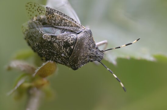 Field bug, gray garden bug, raphigaster nebulosa, bug, tree bug, insects, mottled shield bug