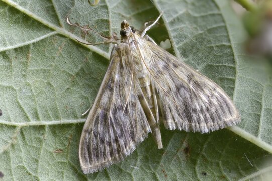 Pale stingworm, nettle moth, patania ruralis, insects, mother of pearl moth, moths, moths, butterflies