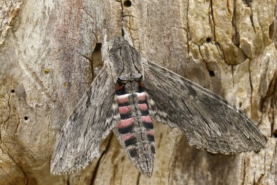 Agrius convolvuli, convolvulus hawk-moth, winch swarmers, insects, moths, moths, butterflies