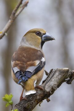 Coccothraustes Coccothraustes, Hawfinch, Heartbiter, Birds, High Size, Portrait, Passeri, Songbirds, Birds