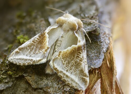 Agate owl moths, habrosyne pyritoides, buff arches, insects, moths, moths, butterflies