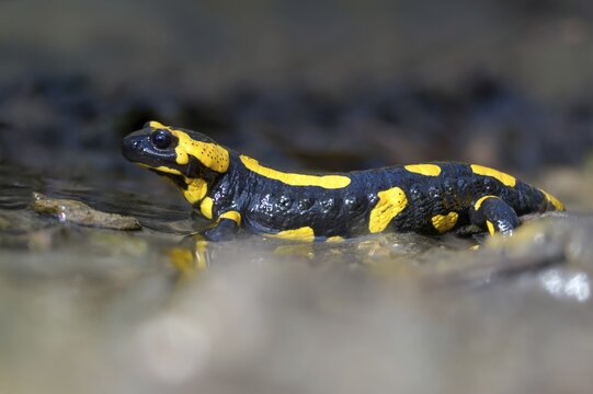 Fire salamanders, fire salamanders, salamandra salamandra, amphibians, amphibians, caudata, amphibians, tail amphibians