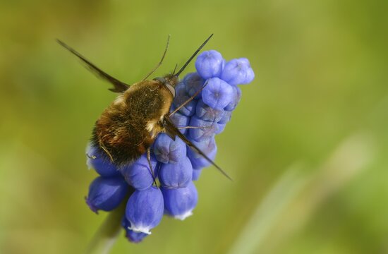 Bombylius Discolor, Dotted Bee-Fly, Spotted Woolswear, Diptera, Insects, Insects, Two-winged Birds