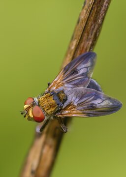 Blue iridescent bedfly, pattern-winged bug tachinid fly, phasia hemiptera, caterpillar flies, tachinidae, bedbug fly, diptera, high size, portrait format, insects, two-winged