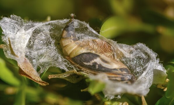 Box tree moth, boxwood moth, boxwood moth, cydalima perspectalis, moth, web, insects, moths, pupa, pupa, butterflies