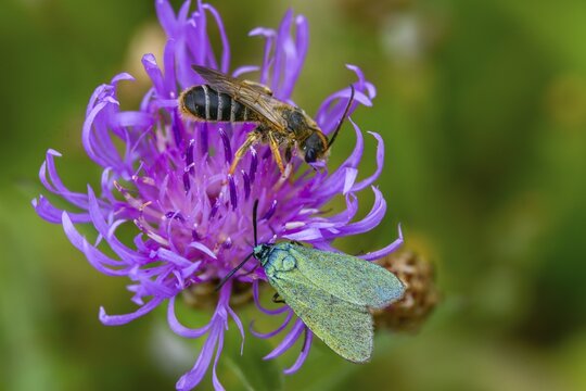 Flake green ram, green ram, jordanita globulariae, insects, moths, moths, moth, scarce forester, ram