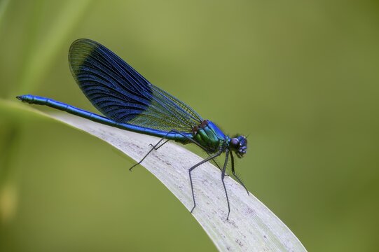 Banded demoiselle, calopteryx splendens, banded dragonfly, damselflies, dragonflies, insects, dragonflies, male, odonata, zygoptera