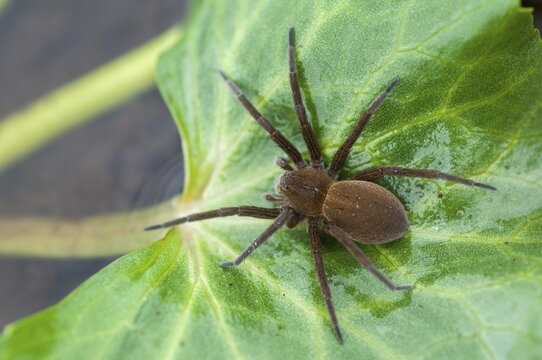 Araneomorphae, Dolomedes Plantarius, ridged water spider, moor hunting spider, predatory spiders, web spiders, fen raft spider, great raft spider, hunting spiders, spiders