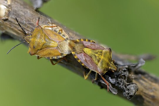 Black-shouldered shieldbug, carpocoris purple eipennis, heteroptera, purple tree bug, purple fruit bug, insects, copula, mating, bugs