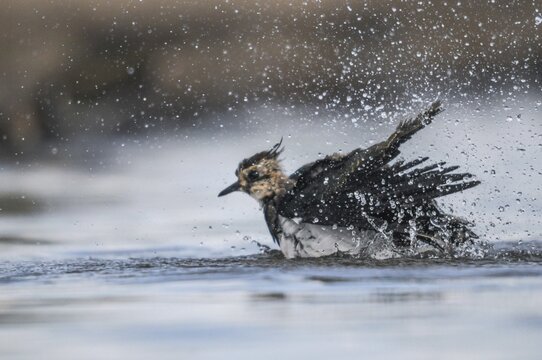 Lapwing, Vanellus Vanellus, Bath, Bathe, Birds, Charadriiformes, Limikolen, Plover, Potion, Birds, Wader, Watering Place, Waders