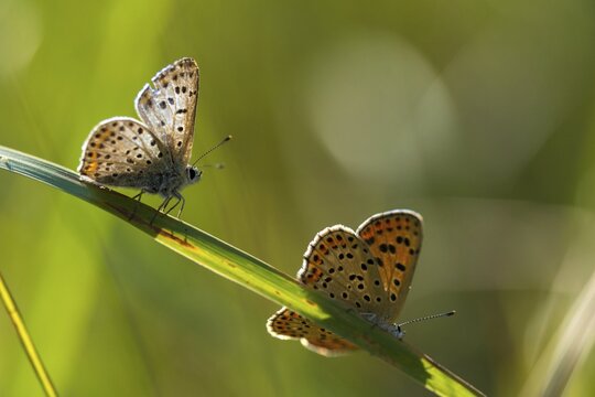 Brown moth, Lycaena tityrus, sulfur bird, sooty purple-edged copper, birds, butterfly, insects, butterfly, butterflies, butterflies