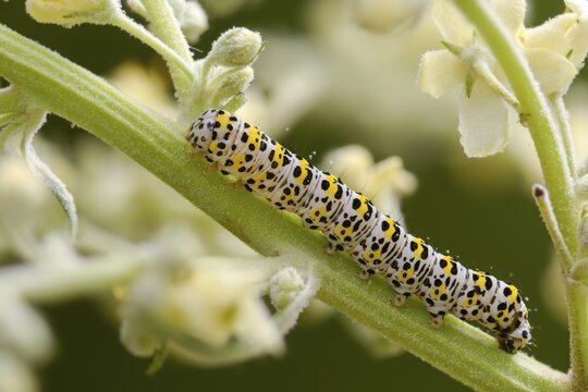 Cucullia lychnitis, grey-pollinated woolly monk, Shargacucullia lychnitis, later mullein monk, striped lychnis, inchworm, insects, moths, moths, moths, caterpillar, butterflies