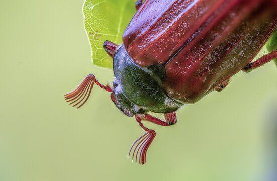 Leaf horn beetle, field may beetle, common may beetle, may bug, melolontha melolontha, scarabaeidae, beetle, cockchafer, coleoptera, doodlebug, insects, beetles