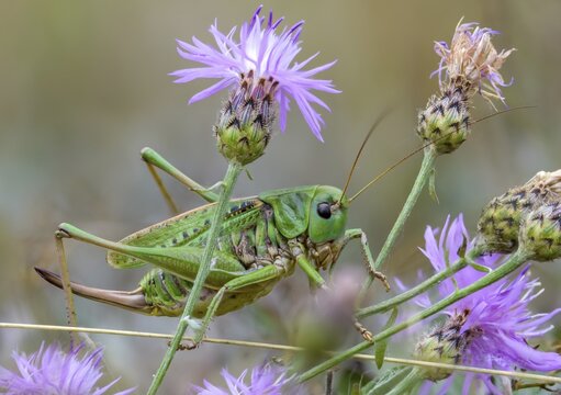 Decticus verrucivorus, deciduous locusts, wart biters, ensifera, female, grasshoppers, insects, long-feeler scares, wait biters, female