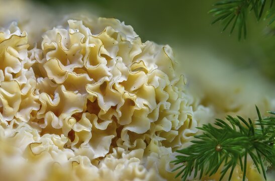 Bear skull, faisterling, fat hen, jewbeard, curly hen, curly goatbeard, giant morel, sparassis crispa, goatbeard, cauliflower fungus, fungi, fungus, mushrooms