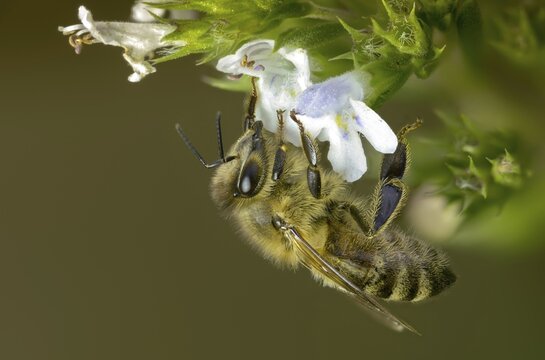 Apidae, apis mellifera, bees, European honey bee, European honeybee, hymenoptera, western honey bee, honey bee, honey bee, honeybee, insects, wild bees