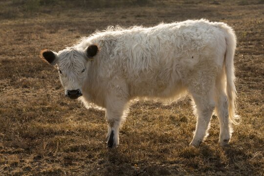 Artiodactyla, Bos Taurus sspec.4, cattle, even-toed ungulate, galloway cattle, galloway cattle, cloven-hoofed, domesticated animals, extensive grazing, pet, heather care, mammals, cattle, mammals