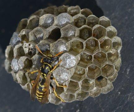Brighter-colored paper wasp, French field wasp, gallic field wasp, house field wasp, hymenoptera, polistes dominula, vespidae, wrinkle wasp, field wasp, insects, nest