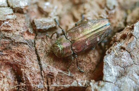 Chrysobothris affinis, gold pit oak splendour beetle, goldmine oak beetle, golddot hardwood beetle, beetle, coleoptera, insects, beetles