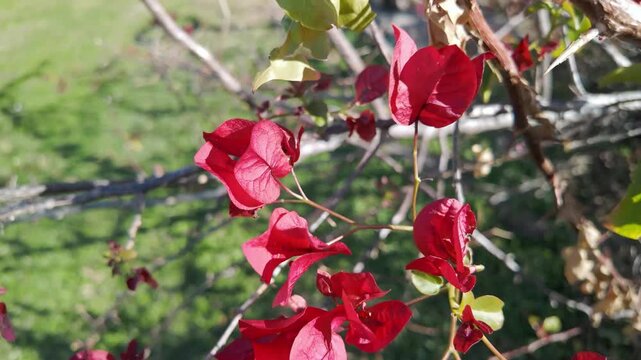 Vivid red bougainvillea bracts bloom on branches with green lawn background in bright sunlight.