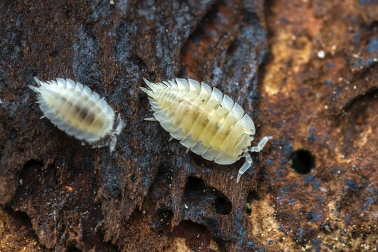 Ant woodlouse, woodlice, Platyarthrus Hoffmannseggi, white ant woodlice, crustaceans