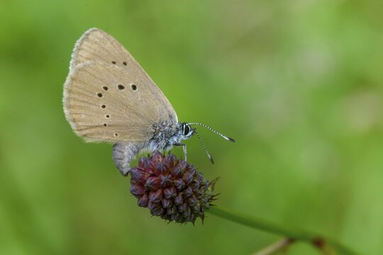 Ant blue, dark meadowbutton ant blue, dusky large blue, glaucopsyche nausithous, maculinea nausithous, phengaris nausithous, black blue meadowbutton ant blue, meadowbutton ant blue, butterfly, egg deposition, insects, butterfly, egg deposition, insects, butterfly, butterflies, butterflies