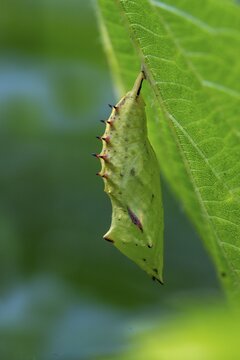 Aglais io, Inachis io, Nymphalis io, peacock, peacock, butterfly, high size, portrait, insects, pupa, pupa, butterflies, butterflies, butterflies