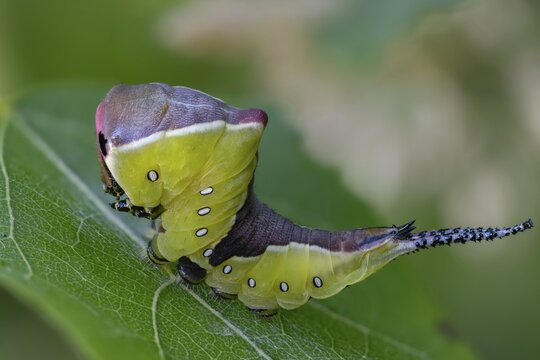 Cerura vinula, fork tail, large fork tail, notodontidae, puss moth, tooth spinner, inchworm, insects, moths, moths, moths, caterpillar, butterflies