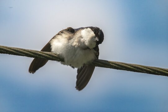 Defensive behavior, Delichon urbica, house martin, house martins, parasite defense, birds, passeri, songbirds, birds