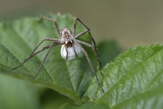 Araneomorphae, bridal gift spider, real web spiders, list spider, nursery web spider, pisaura mirabilis, egg cocoon, female, hunting spiders, spiders, female