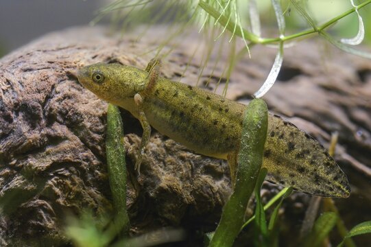 Great Crested Newt, Crested Newt, Northern Crested Newt, Triturus Cristatus, Amphibians, Amphibians, Larva, Larva, Amphibian, Northern Crested Newt, Warty Newt