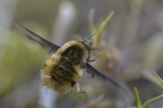 Bombyliidae, Bombylius major, brachycera, flies, large woolswear, woolswear, arge bee-fly, diptera, insects, males, males, the dark-edged bee-fly, the greater bee fly, two-winged