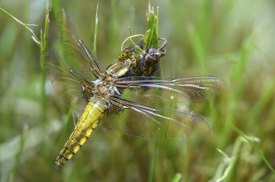 Broad-bodied chaser, libellula depressa, flatbelly, anisoptera, dragonflies, freshly hatched, insects, larva, larva, dragonflies, odonata, hatching, hatching